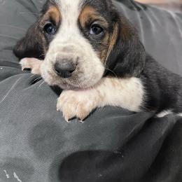 Boy 4 - Black brown and white male Basset Hound puppy in Noblesville, Indiana from Russell Bassets
