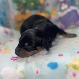 Boy 1 - Black and tan male Dachshund puppy in Flora Vista, New Mexico from Hot Diggity Doxies of NM