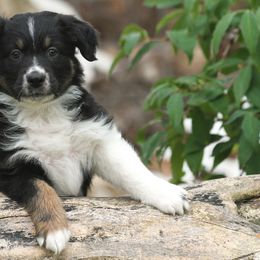 Australian Shepherd Puppies from Diamond C Aussies