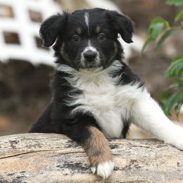 Australian Shepherd Puppies from Diamond C Aussies