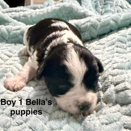 Boy 1 - Parti male Yorkshire Terrier puppy in Princeton, Kentucky from Paw-Perfect Palace
