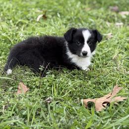 Jasmine - Black and white female Cardigan Welsh Corgi puppy in Washington, Arkansas from Foxy Knoll Farm