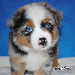 Miniature Australian Shepherd Puppies from Aussie Amor