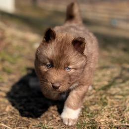 Snickers - Red and white male Siberian Husky puppy in Coshocton, Ohio from Wyant Farms