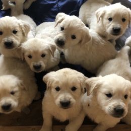 Golden Retriever Puppies from Brightside Goldens