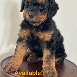 Brew - Phantom male Goldendoodle puppy in Lake City, Florida from North Florida Poodles and Doodles