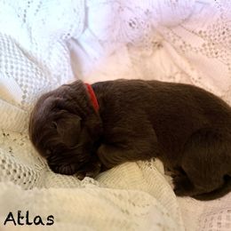 Atlas - Brown male Newfoundland puppy in Goodhue, Minnesota from Claypits Newfoundlands