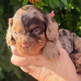 Bailey - Merle female Cavapoo puppy in Tucson, Arizona from Adored Poodle & Doodles