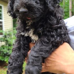 Bernedoodle Puppies from Sanchez Bernedoodle Puppies