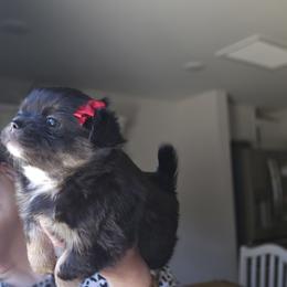 Chihuahua Puppies from Cutie Pie Chihuahua's
