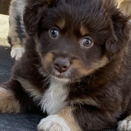 Miniature Australian Shepherd and Toy Australian Shepherd Puppies from Rye Hill Aussies