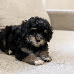 Georgia O'Keefe - Tri-color female Bernedoodle puppy in Eureka, Illinois from Joley Aire Family Dogs