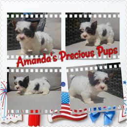 Olivia(PET ONLY) - Chocolate, tan and white female Yorkshire Terrier puppy in Wartburg, Tennessee from Amanda's Precious Pups