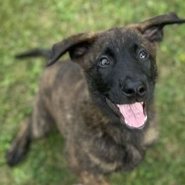 Stitch - Gold brindle male Dutch Shepherd puppy in Sault Ste. Marie, Michigan from Sugar Island Dutch Shepherds
