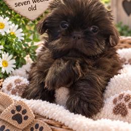 Donna Jo purple DJ - Chocolate female Shih Tzu puppy in Augusta, Maine from Zulas Shih Tzu of Maine
