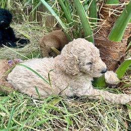 Poodle Puppies from Kauai Poodles