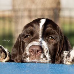 English Springer Spaniel Puppies from Epoch English Springer Spaniels