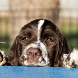 English Springer Spaniel Puppies from Epoch English Springer Spaniels