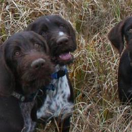 Dachshund and German Wirehaired Pointer Puppies from Inverness Kennels