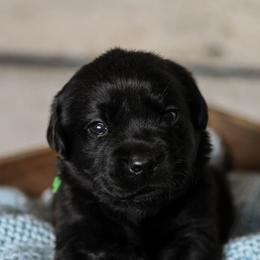 Golden Retriever and Labrador Retriever Puppies from Dublin Rise