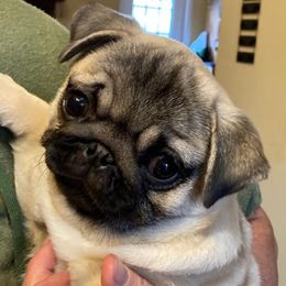 Cane Corso, French Bulldogs, and Pugs from Winnfall Farms