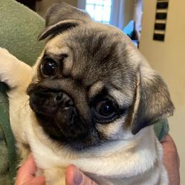 Cane Corso, French Bulldogs, and Pugs from Winnfall Farms