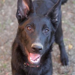 German Shepherd Puppies from Vom Anfang German Shepherds