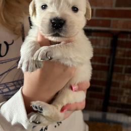 Fluffy (Dark Green) - Light golden male Golden Retriever puppy in Jacksonville, Florida from River City Golden Retrievers