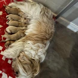 Boy 4 - Gold and white male Shorkie puppy in San Tan Valley, Arizona from Great Mates
