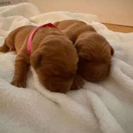 Pick 2 girl - Dark golden female Golden Retriever puppy in Huntington Beach, California from Beach Cities Golden Retrievers