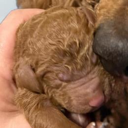 Girl 1 - Red  female Poodle puppy in Bettendorf, Iowa from Red Door Poodles