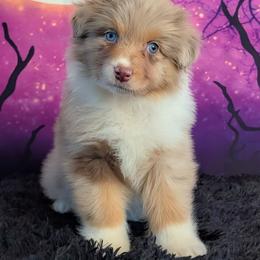 Finesse - Red merle female Australian Shepherd puppy in Fultonville, New York from Sandy Aussies, Mini Dachshunds & Pomeranians