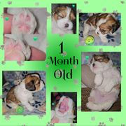 Beaux (Grogu (Green Collar) - Brindle and white male Cavatzu puppy in Sandy, Utah from Pulley Puppies