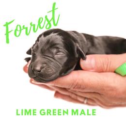 Labrador Retriever Puppies from AGL Retrievers