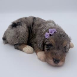 Apricot - Blue merle female Aussiedoodle puppy in Cartersville, Georgia from Simply Blessed Doodles