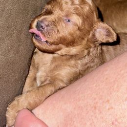 Poodle Puppies from Chamberland Poodles