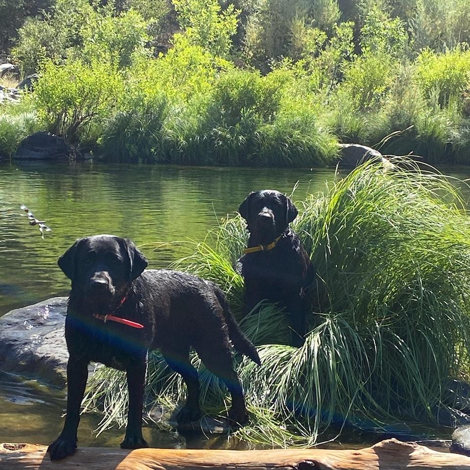AKC California Winterstrom Labradors in California | Labrador Retriever ...