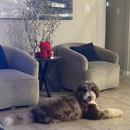 Legend - Bernedoodle