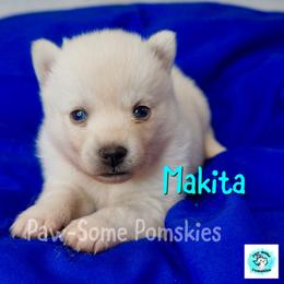 Makita - White female Pomsky puppy in Krum, Texas from Paw-Some Pomskies