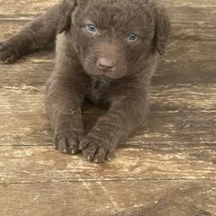 Chesapeake Bay Retriever Puppies from Bellus Chesapeakes
