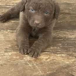 Chesapeake Bay Retriever Puppies from Bellus Chesapeakes