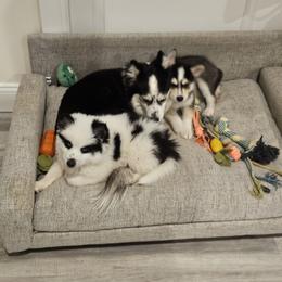 Pomskies from CT Pomsky Palace LLC