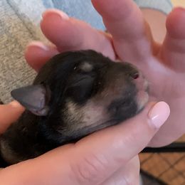 Boy 4 - Miniature Schnauzer puppy in Hull, Georgia from Ardent Miniature Schnauzers of Athens