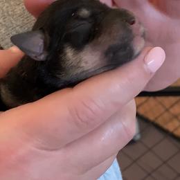Boy 4 - Miniature Schnauzer puppy in Hull, Georgia from Ardent Miniature Schnauzers of Athens