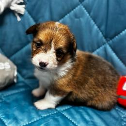 Swayzie - White and red male Pembroke Welsh Corgi puppy in Nortonville, Kansas from Low Riders Corgis & Mini Aussies