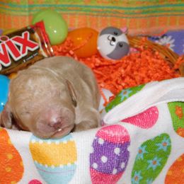 Twix - Cream Goldendoodle puppy in Iowa from Nation Goldendoodles
