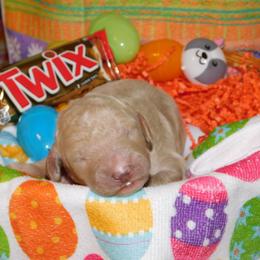 Twix - Cream Goldendoodle puppy in Iowa from Nation Goldendoodles