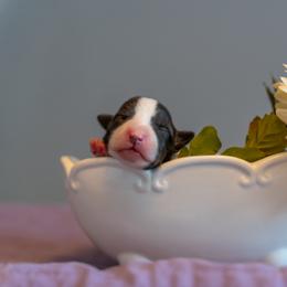 Border Collie, Papillon, Sporty Mix, and Whippet Puppies from Old Hemp Border Collies / Open Horizon Sport Dogs