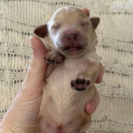 Goldendoodle Puppies from Sweet Doodles of Alabama