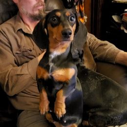 Caribou  - Dachshund